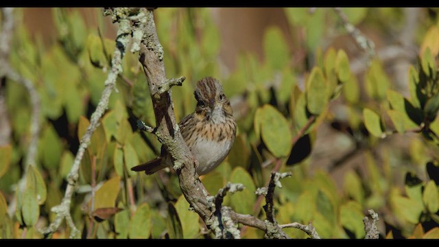 Lincoln's Sparrow - ML625896057