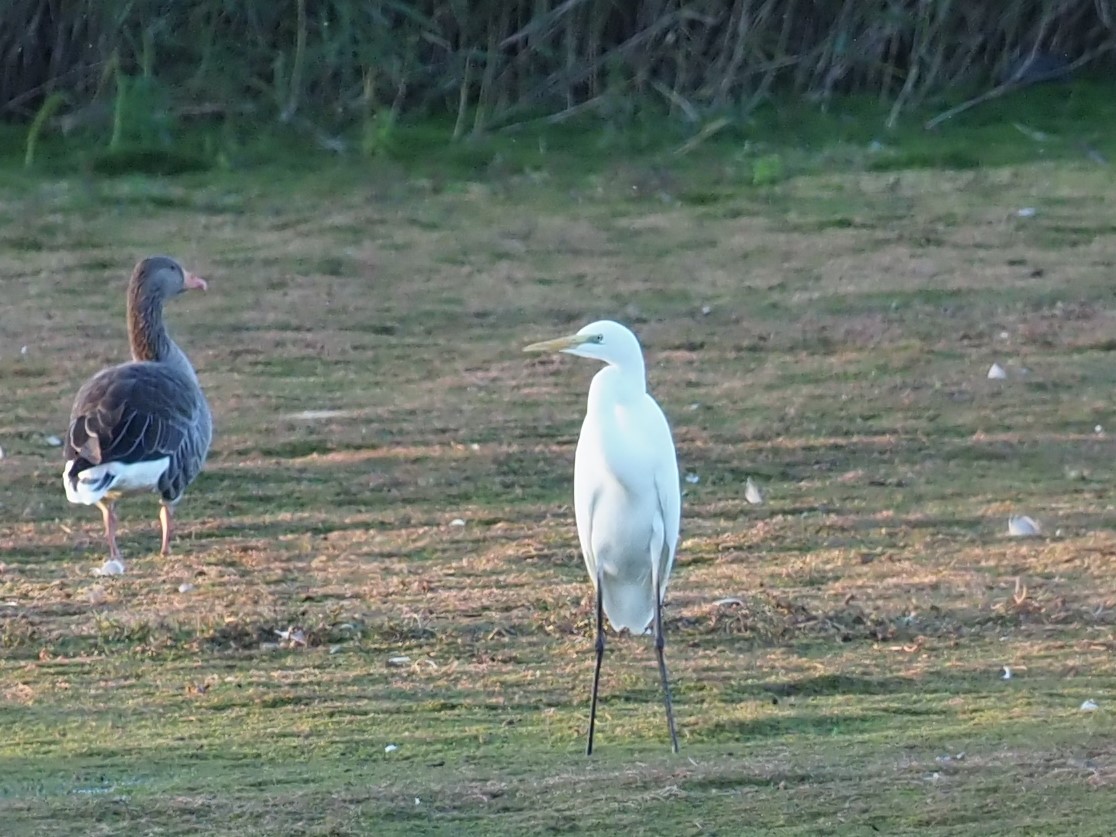 Great Egret - ML625896063