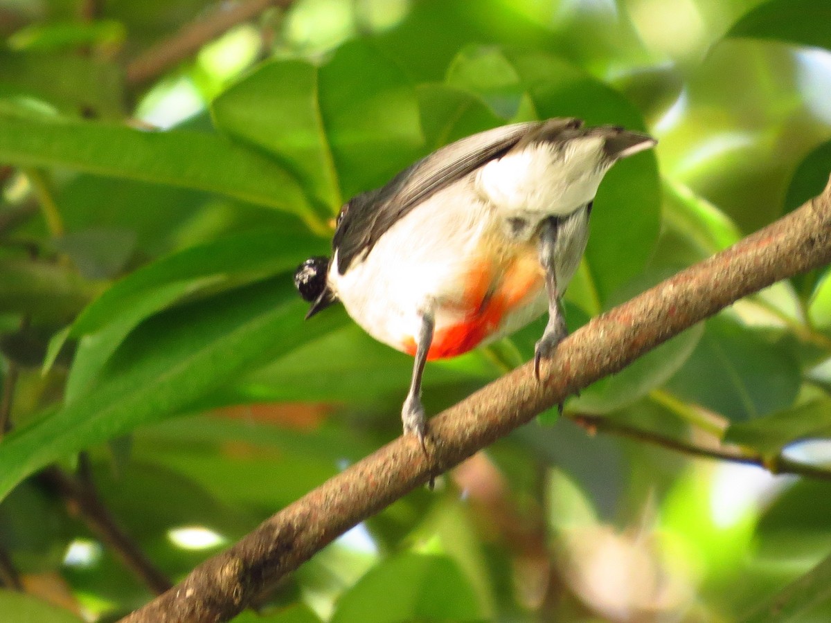 Red-keeled Flowerpecker - ML625896076
