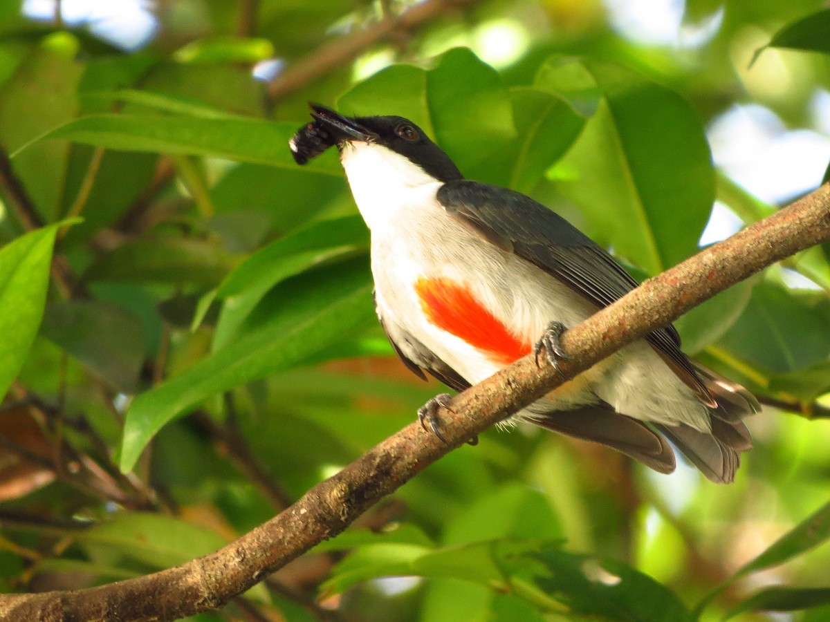 Red-keeled Flowerpecker - ML625896077