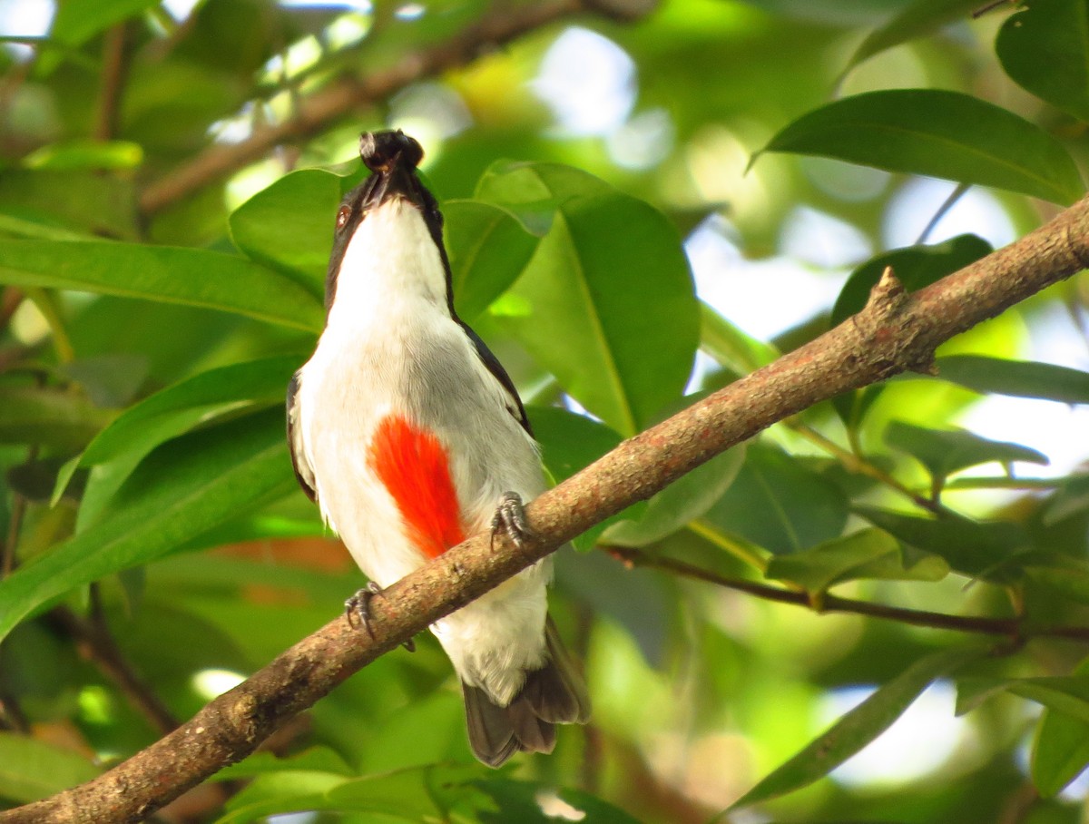 Red-keeled Flowerpecker - ML625896078