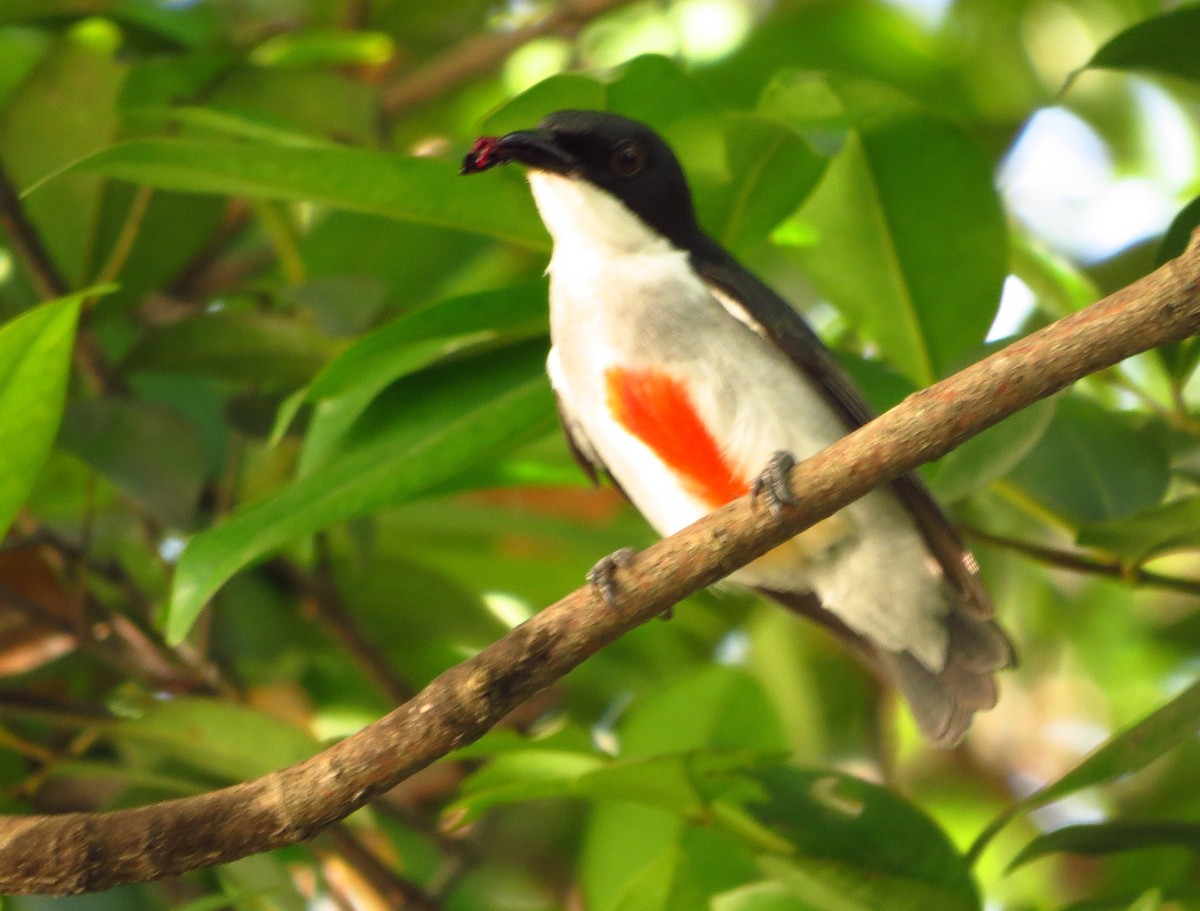 Red-keeled Flowerpecker - ML625896079