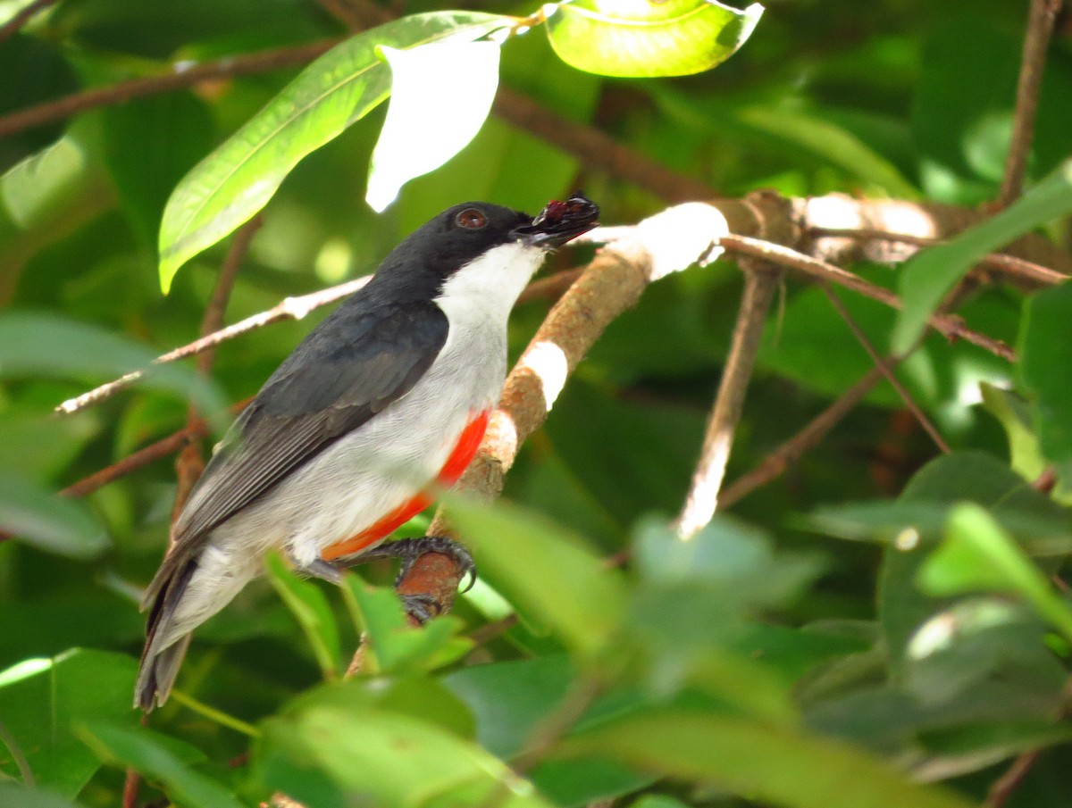 Red-keeled Flowerpecker - ML625896080