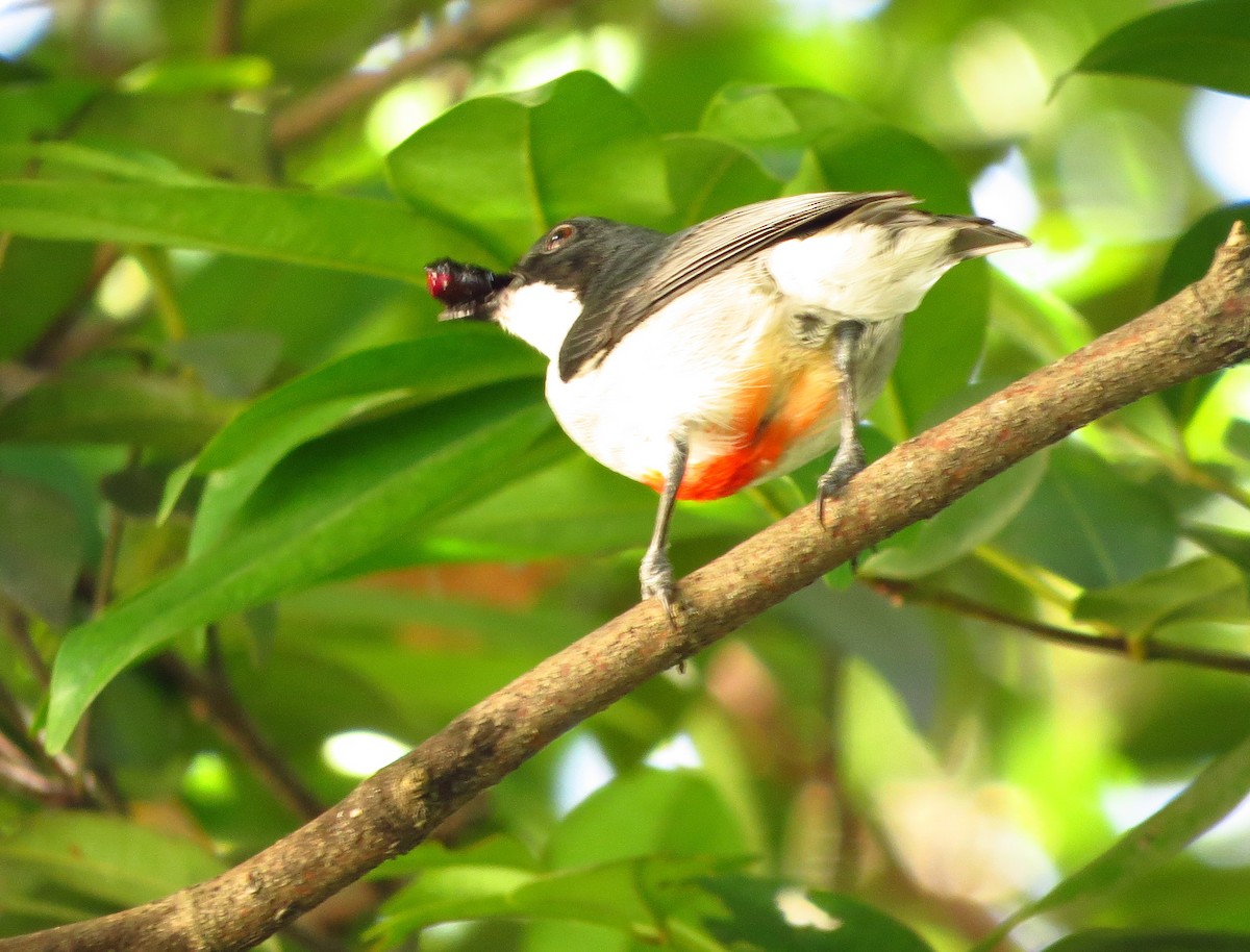 Red-keeled Flowerpecker - Jonathan Anthony Javier