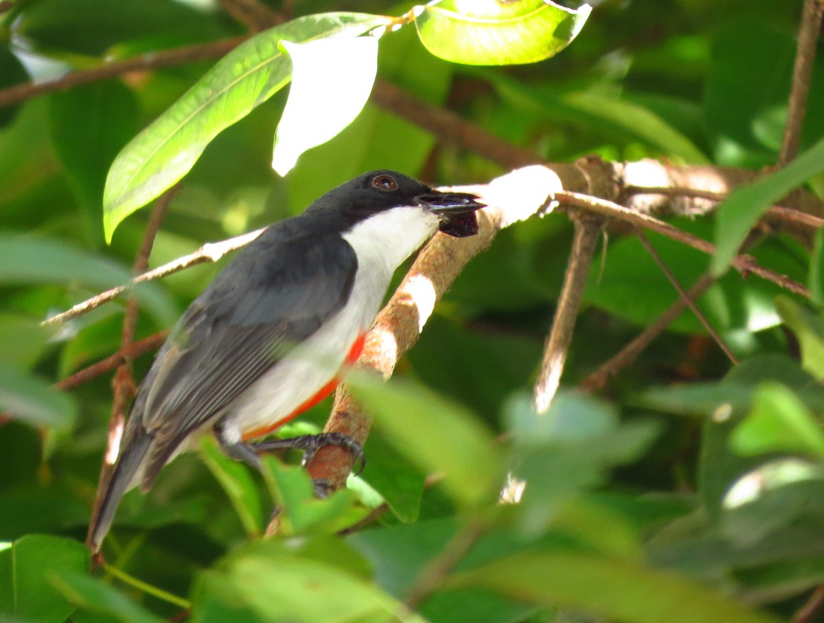 Red-keeled Flowerpecker - ML625896082