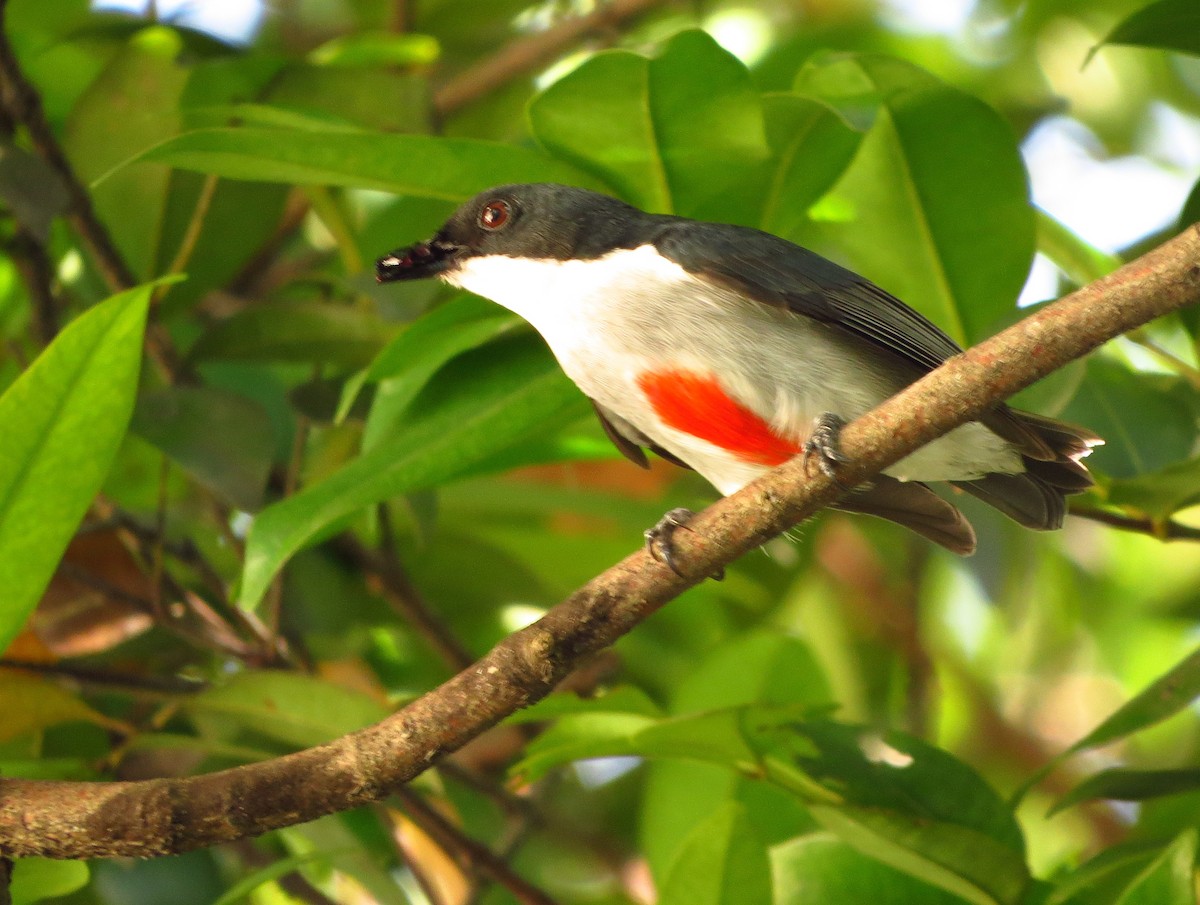 Red-keeled Flowerpecker - ML625896083