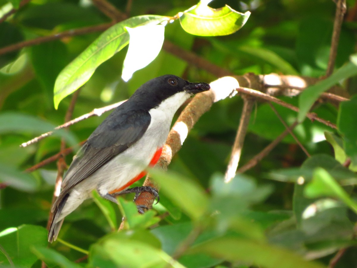 Red-keeled Flowerpecker - Jonathan Anthony Javier
