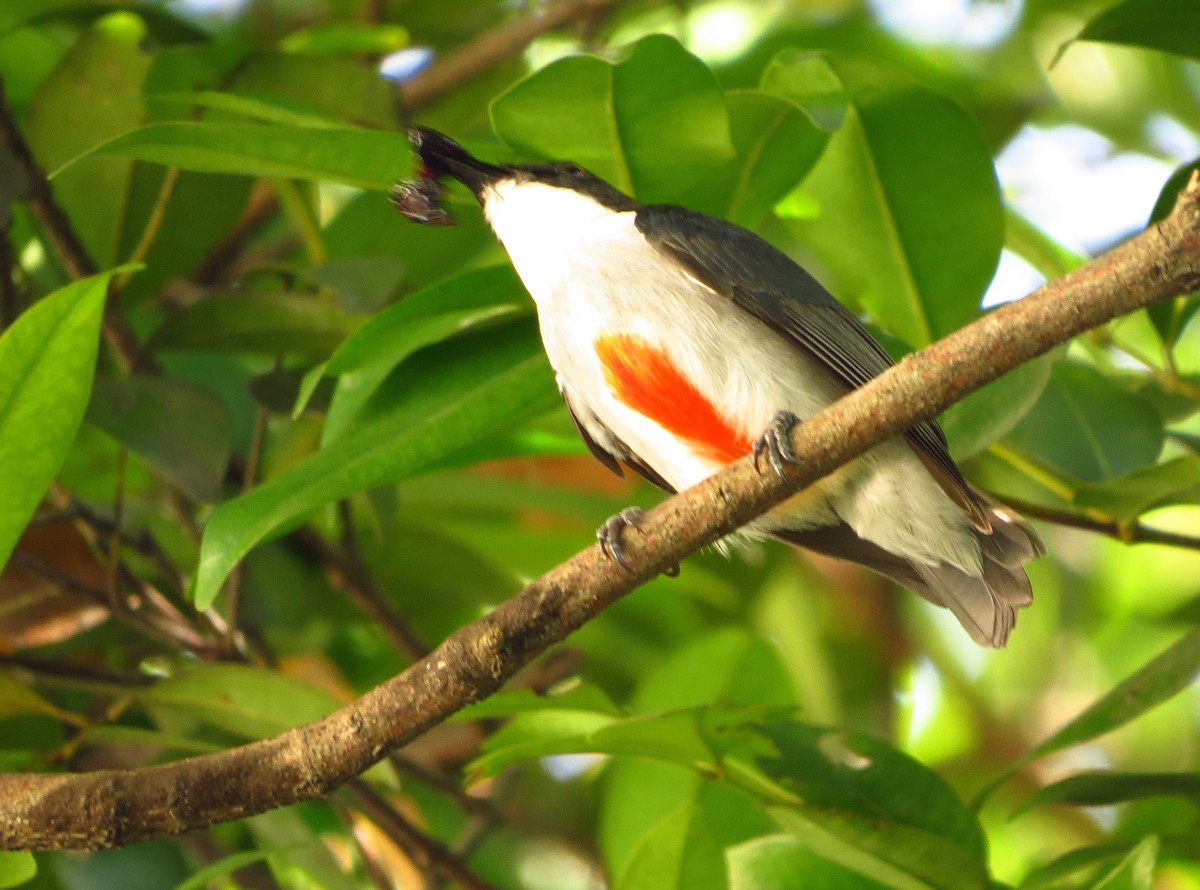 Red-keeled Flowerpecker - Jonathan Anthony Javier