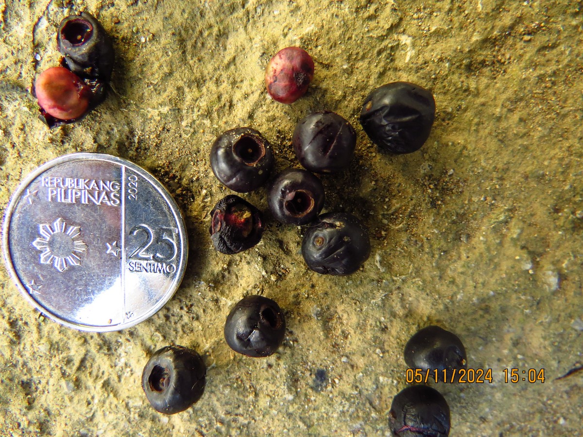 Red-keeled Flowerpecker - ML625896086