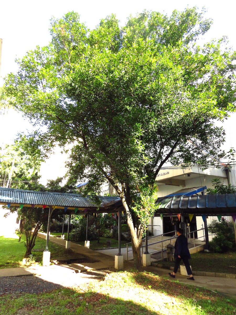 Red-keeled Flowerpecker - ML625896087