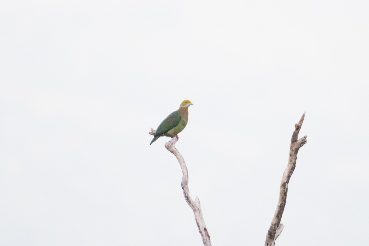 Pink-spotted Fruit-Dove - ML625896129