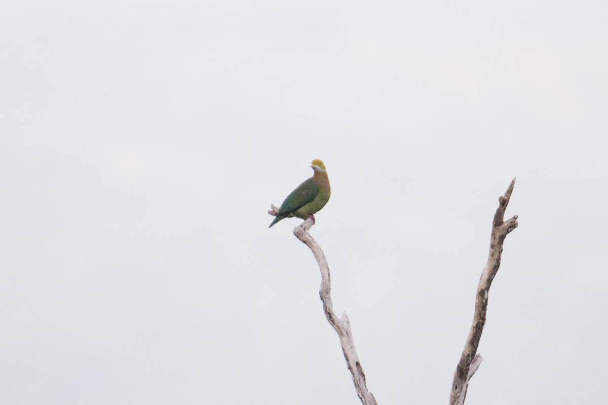 Pink-spotted Fruit-Dove - ML625896131