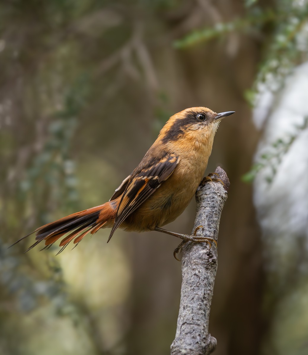 Thorn-tailed Rayadito - ML625896332