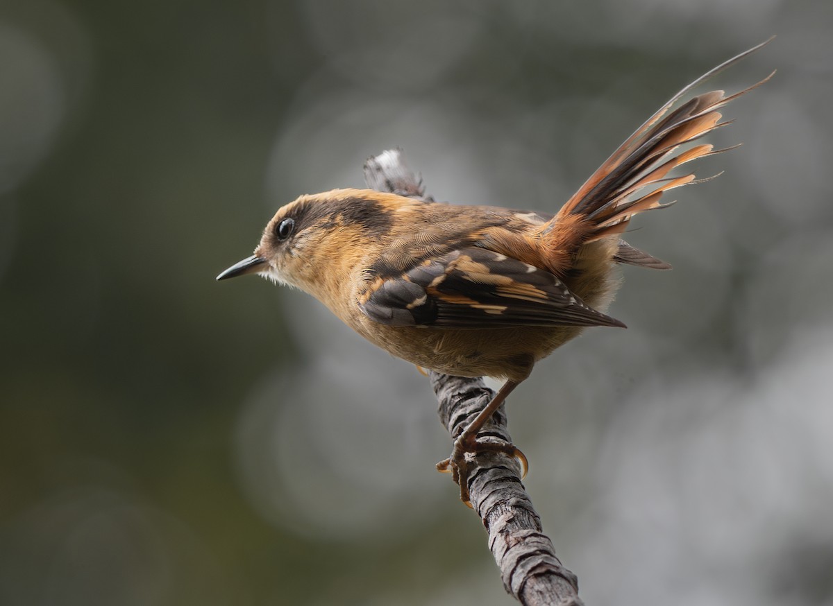 Thorn-tailed Rayadito - ML625896333