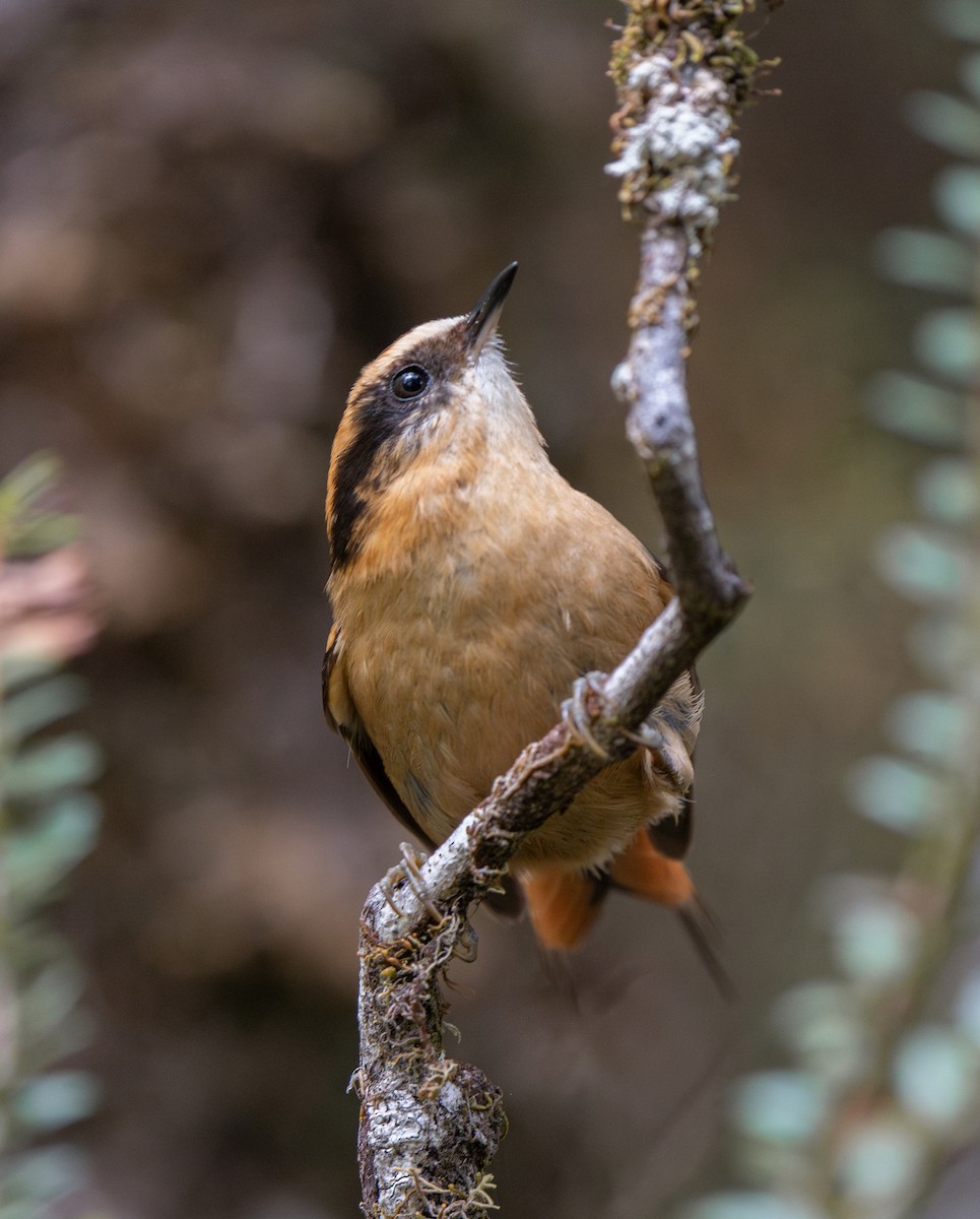 Thorn-tailed Rayadito - ML625896334