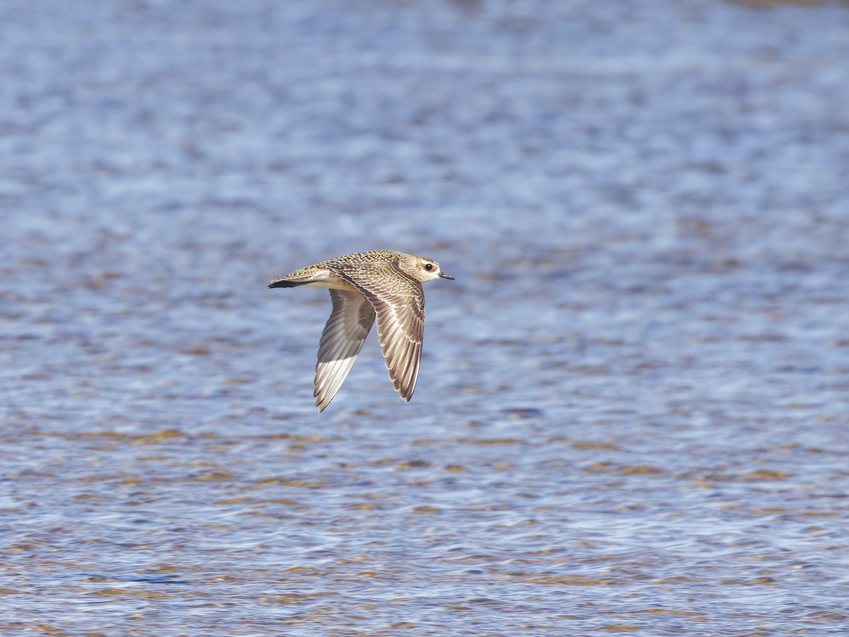 American Golden-Plover - ML625896361