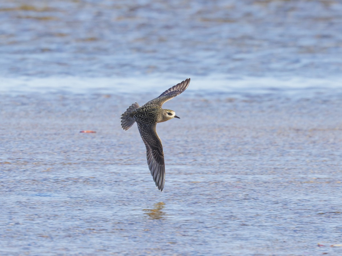 American Golden-Plover - ML625896362