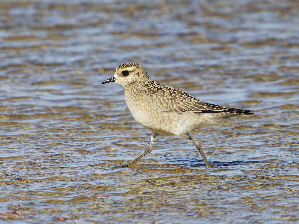 American Golden-Plover - ML625896363