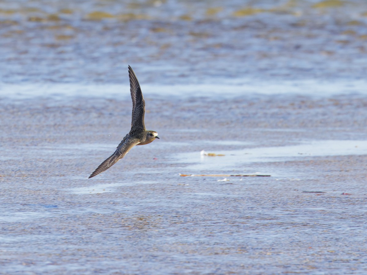 American Golden-Plover - ML625896364