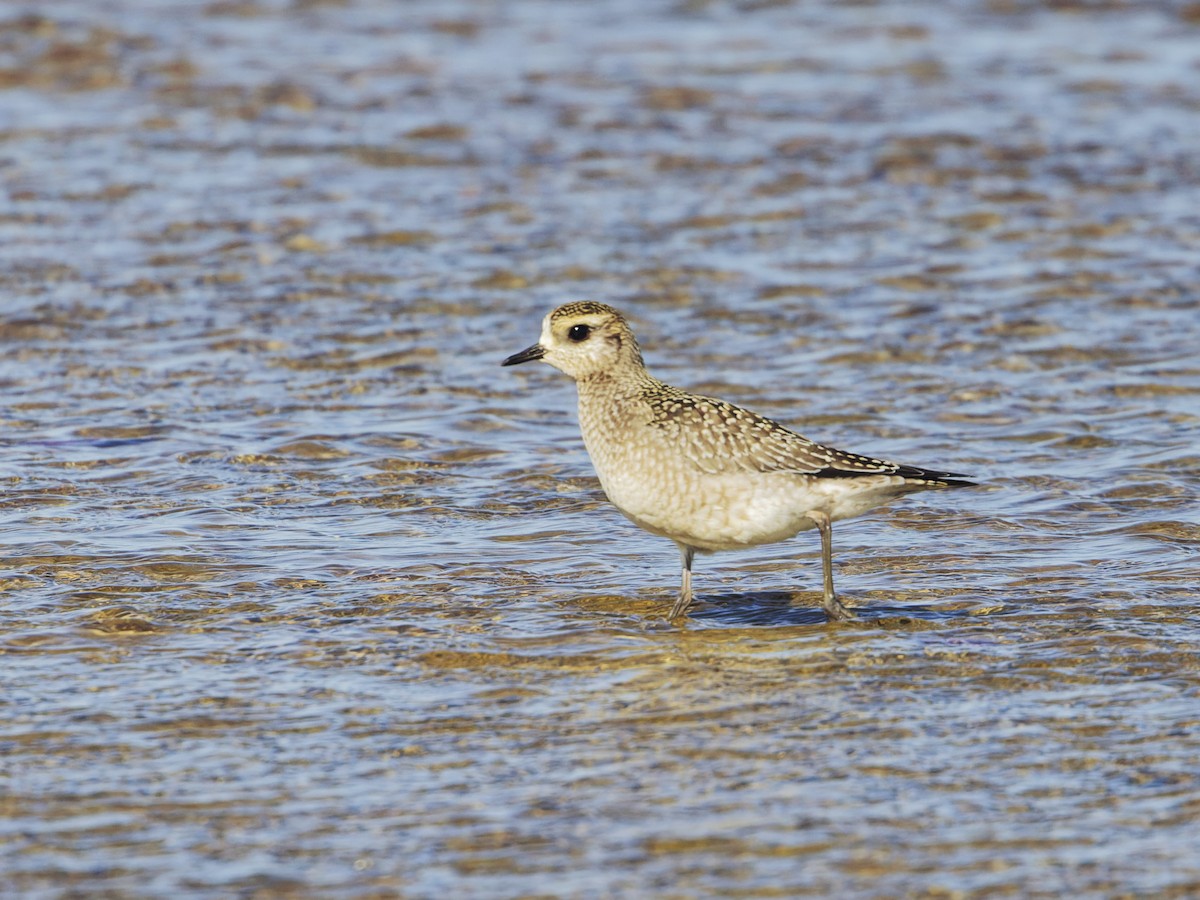 American Golden-Plover - ML625896365