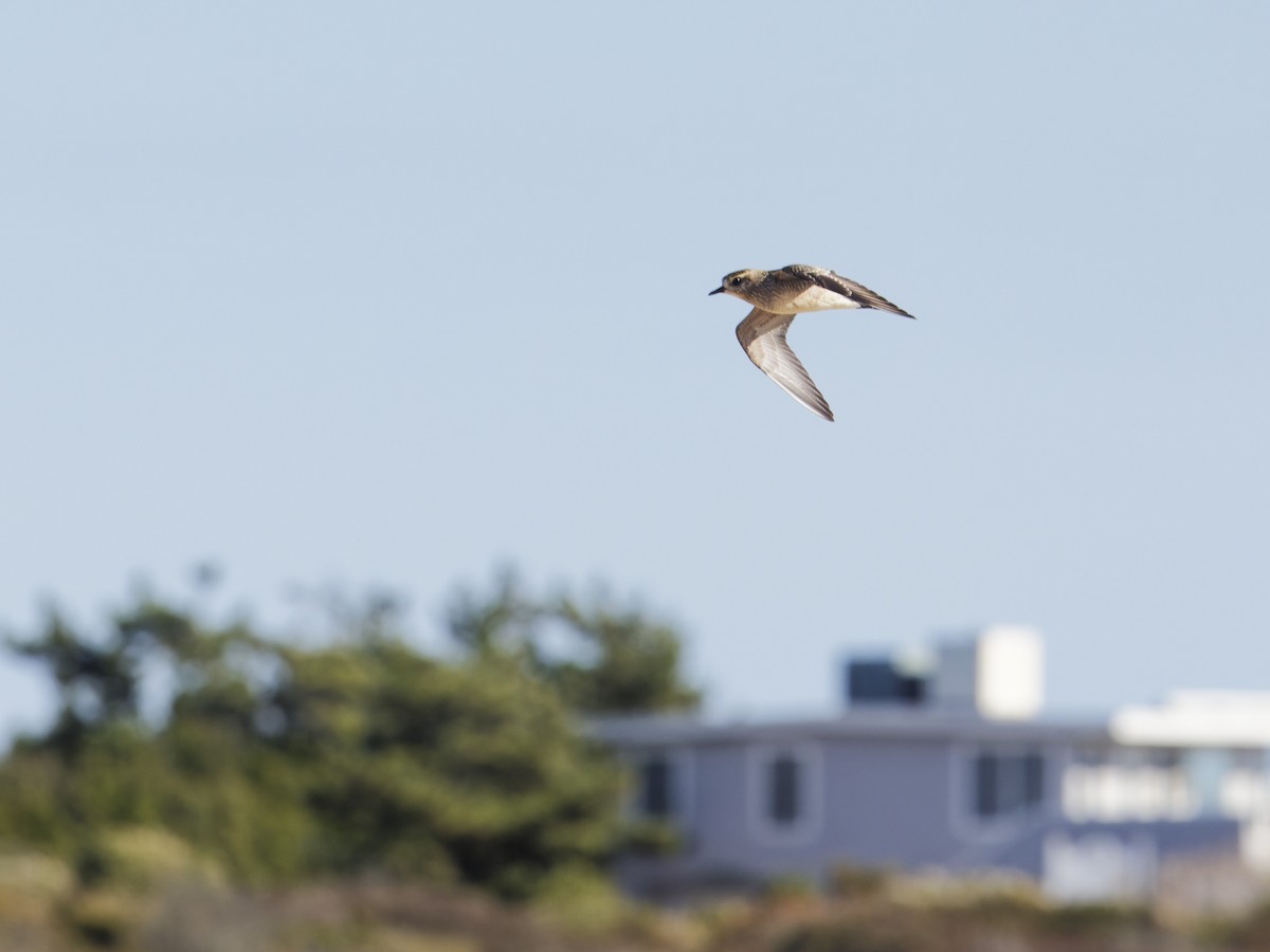 American Golden-Plover - ML625896366