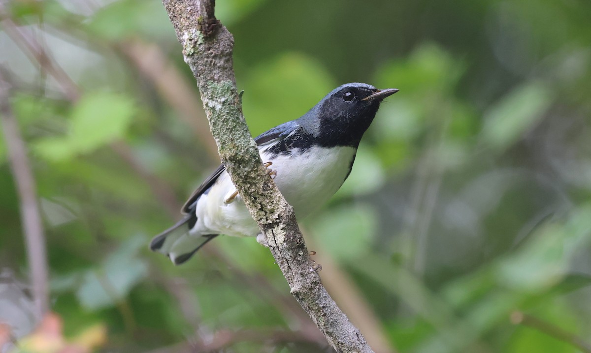 Black-throated Blue Warbler - ML625896472