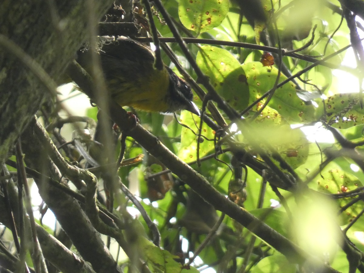 Moustached Brushfinch - ML625896604