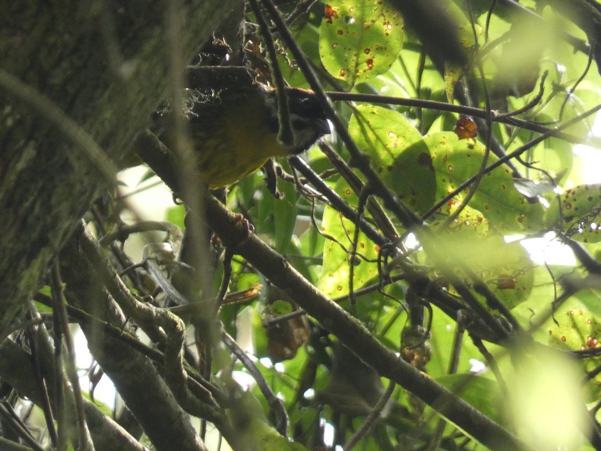 Moustached Brushfinch - ML625896605