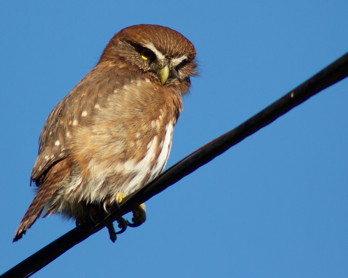 Austral Pygmy-Owl - ML625896631