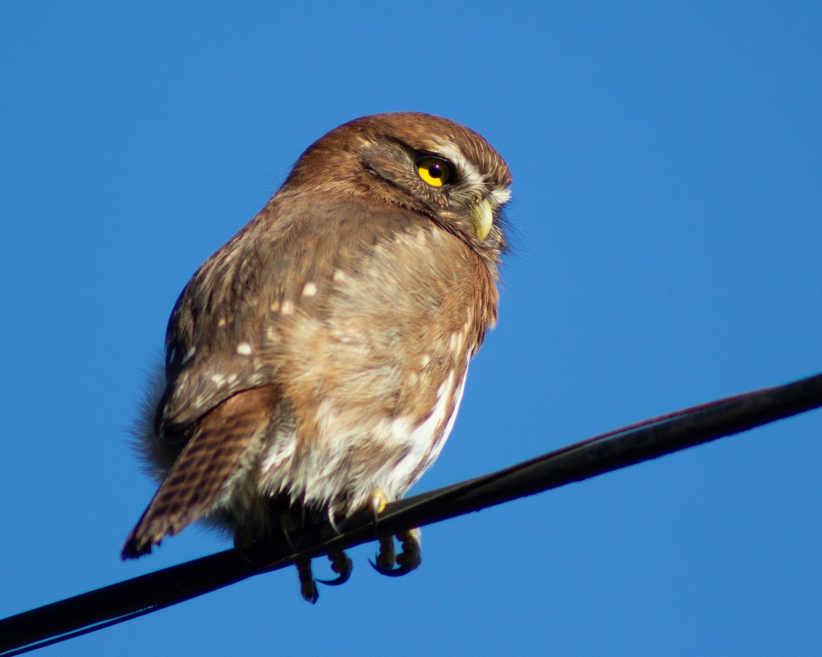 Austral Pygmy-Owl - ML625896632