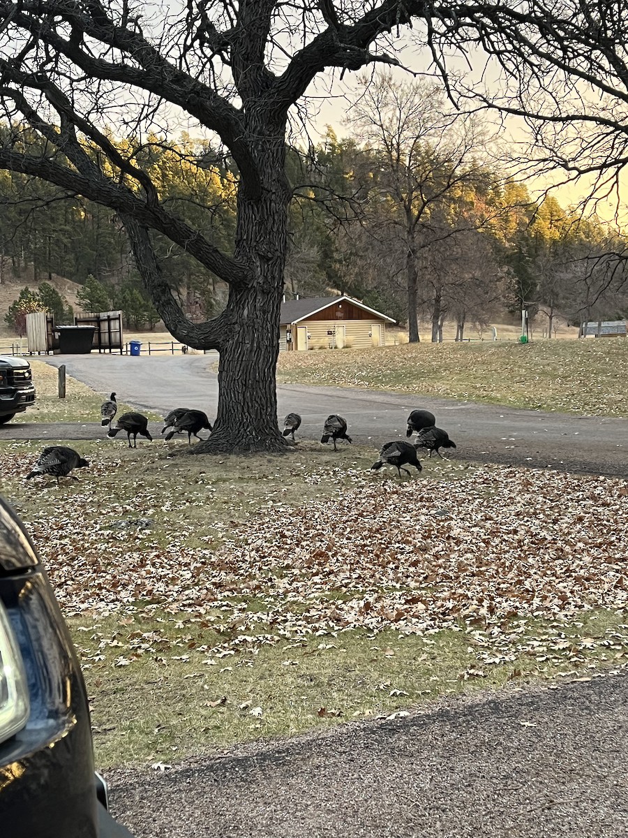 Wild Turkey - ML625896784
