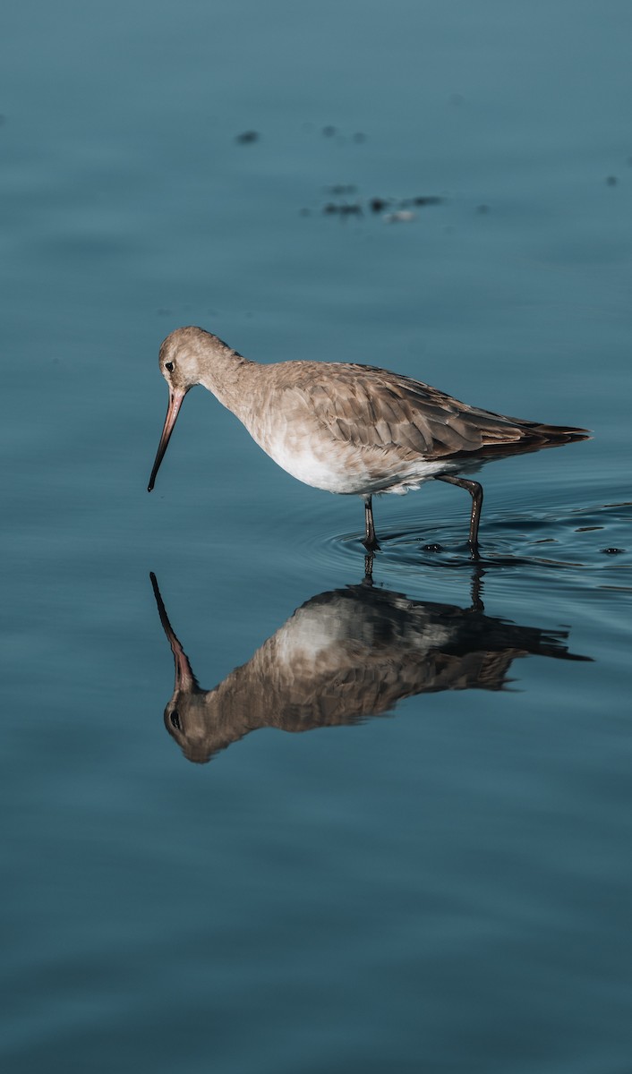 Hudsonian Godwit - ML625896837