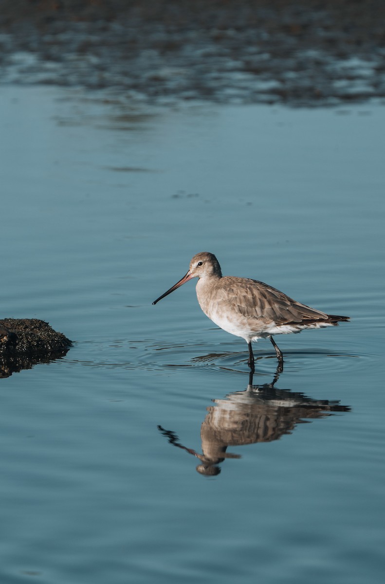 Hudsonian Godwit - ML625896838