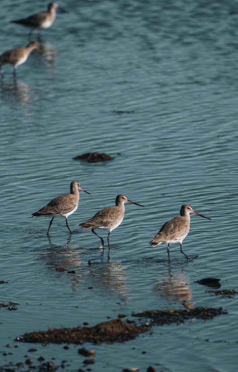 Hudsonian Godwit - ML625896839