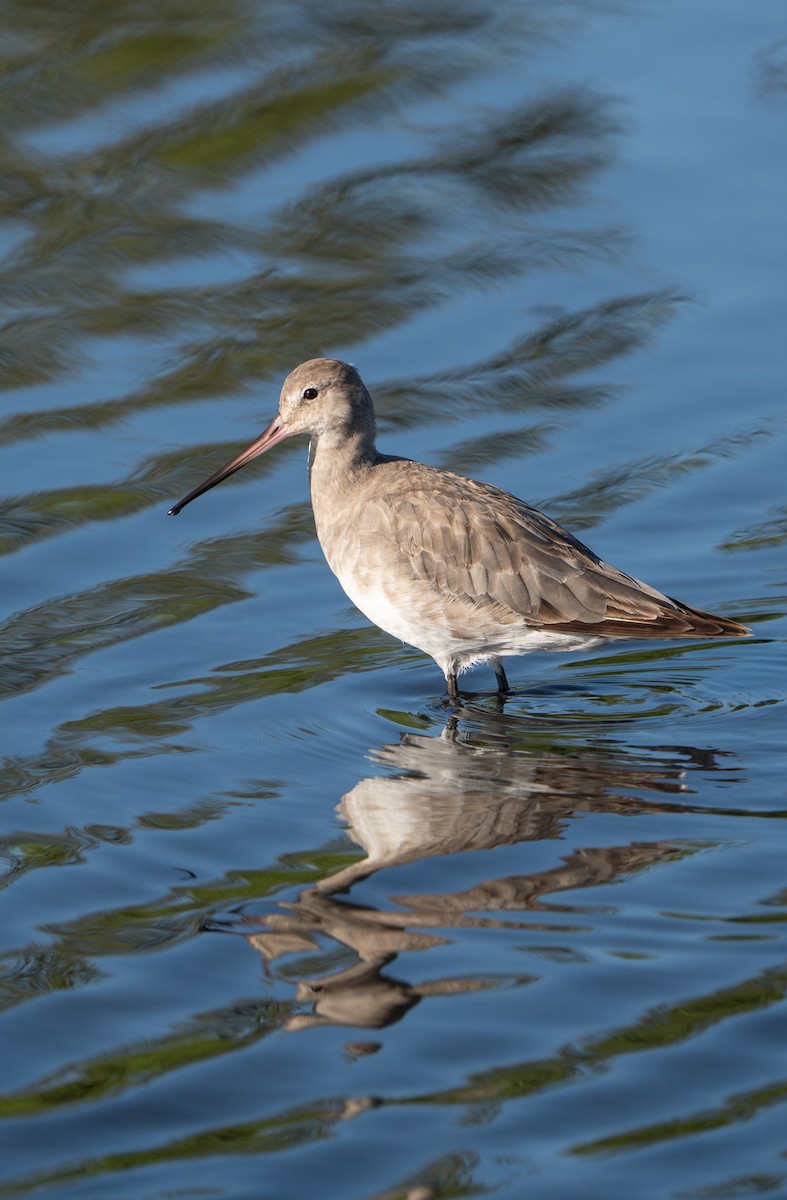Hudsonian Godwit - ML625896840