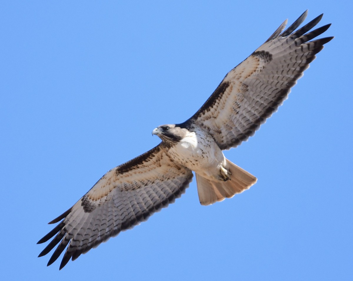 Red-tailed Hawk - kim morse