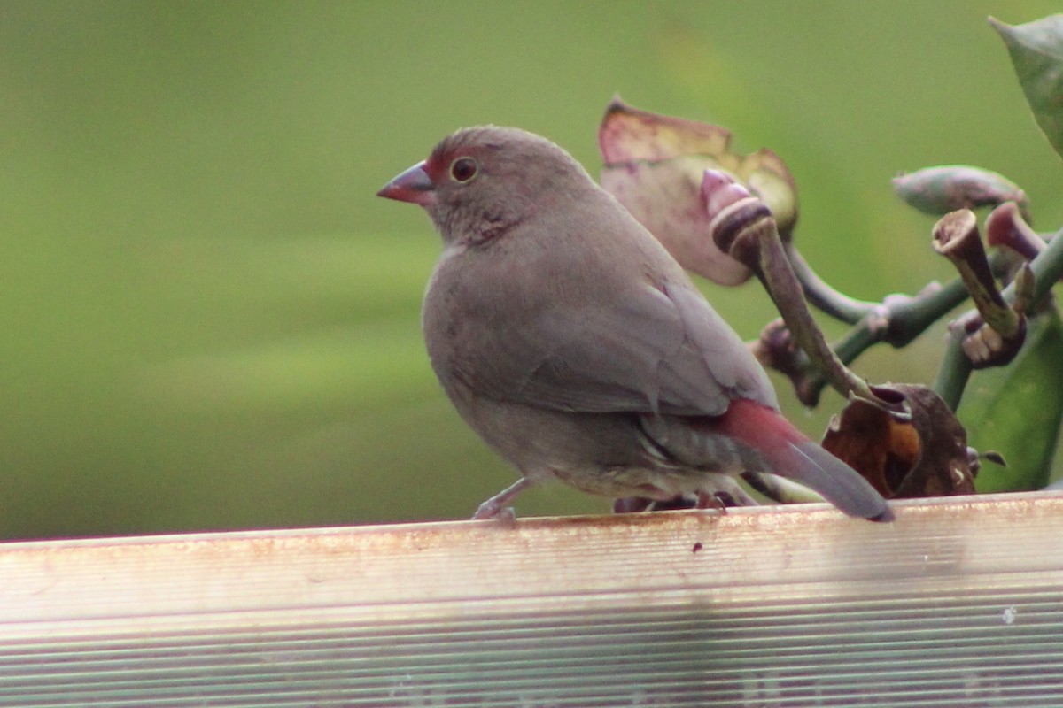 Red-billed Firefinch - ML625897201