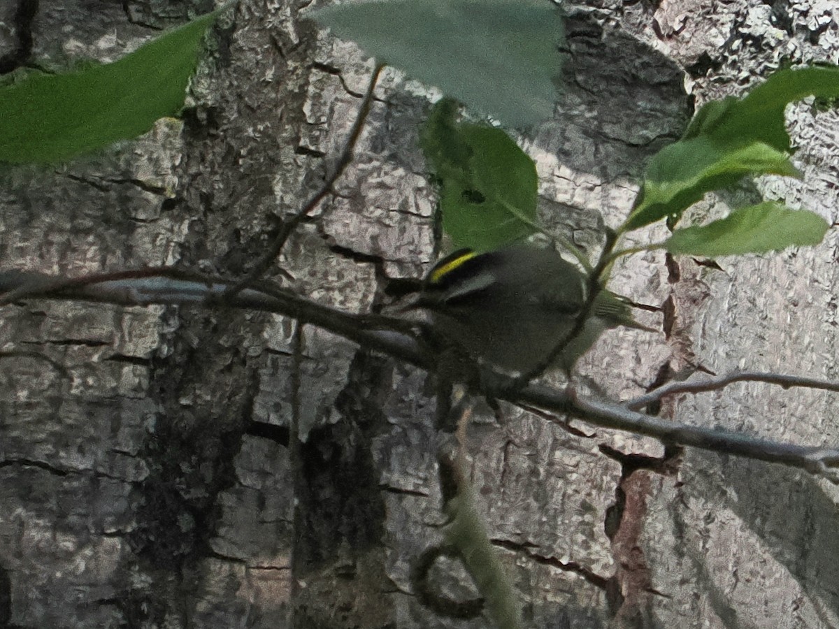 eBird Checklist 5 Nov 2024 Angeles NFSwitzer Picnic Area 23