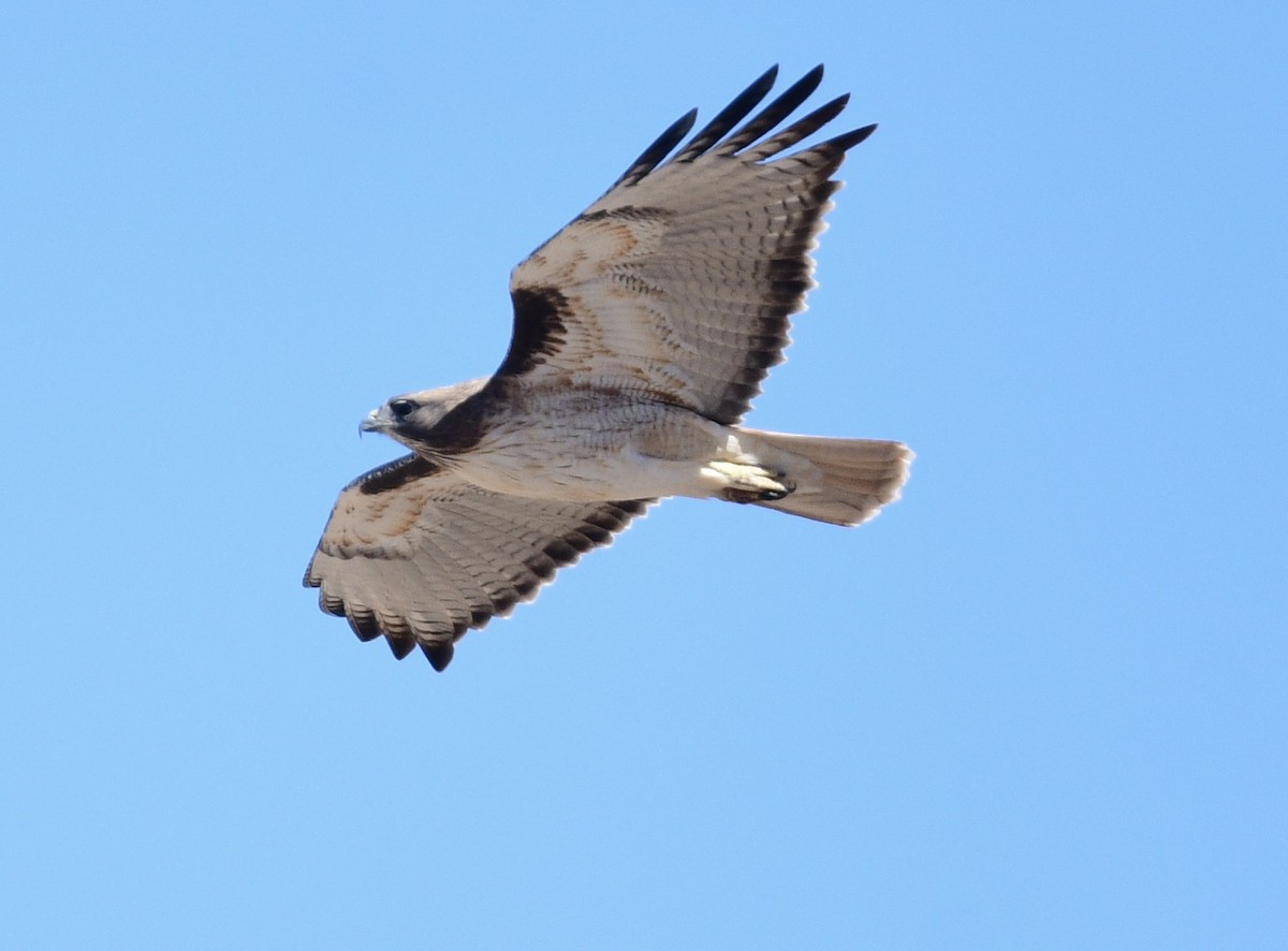 Red-tailed Hawk - kim morse