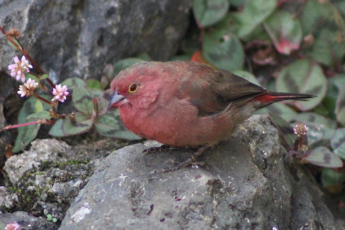 Red-billed Firefinch - ML625897318