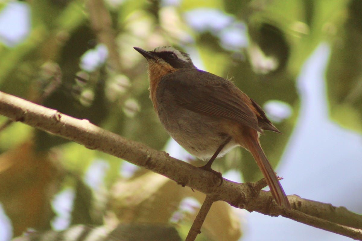 Cape Robin-Chat - ML625897355