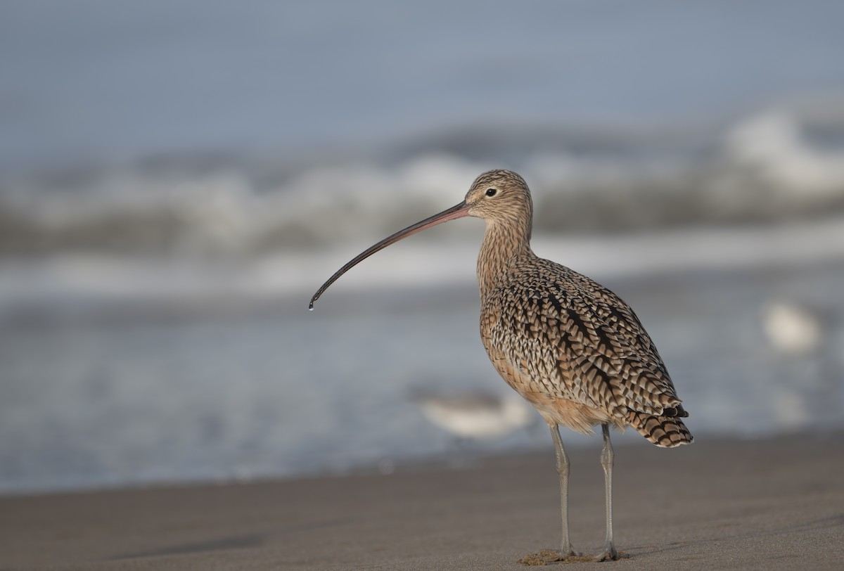 Long-billed Curlew - ML625897371