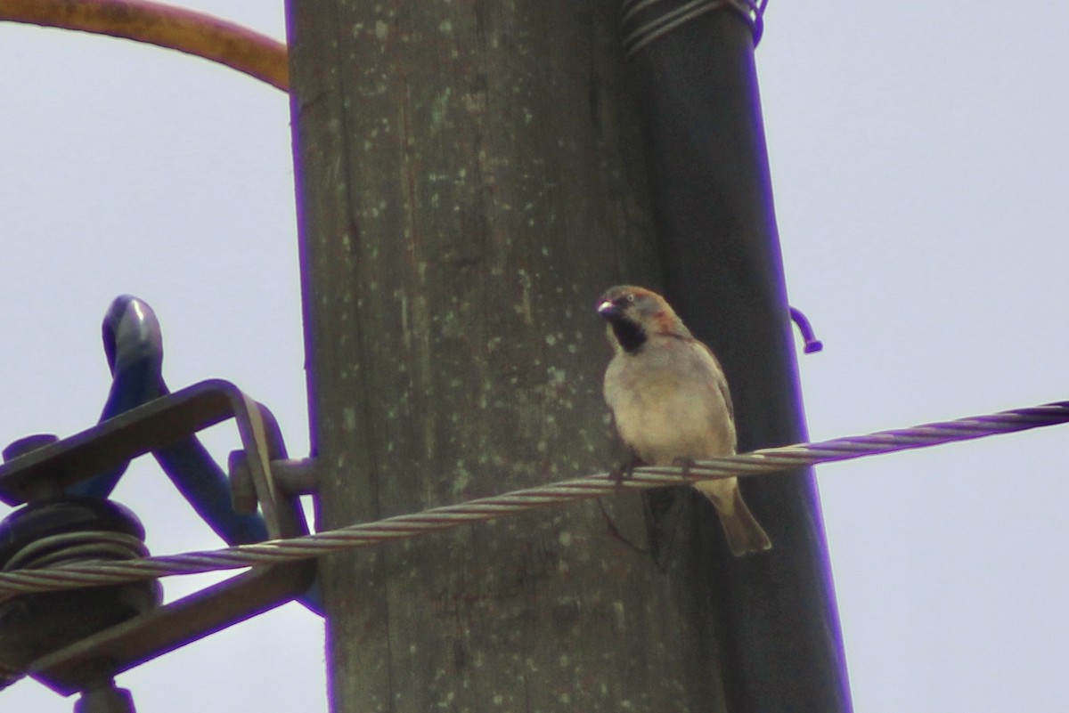 Kenya Rufous Sparrow - ML625897432