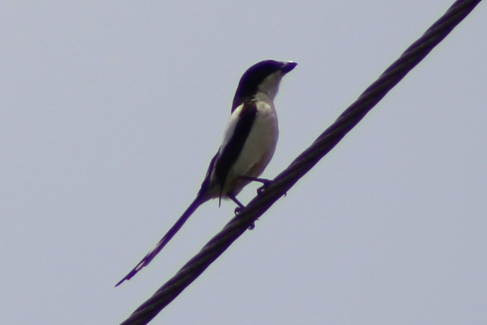 White-headed Woodhoopoe - ML625897458