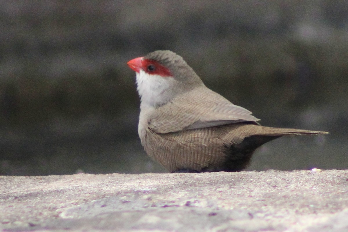 Common Waxbill - ML625897476