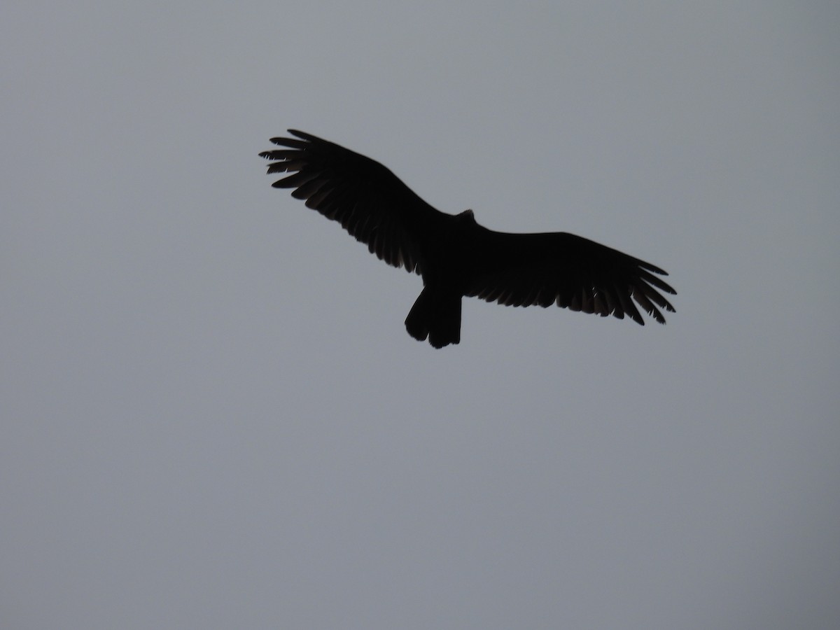 Turkey Vulture - ML625897484