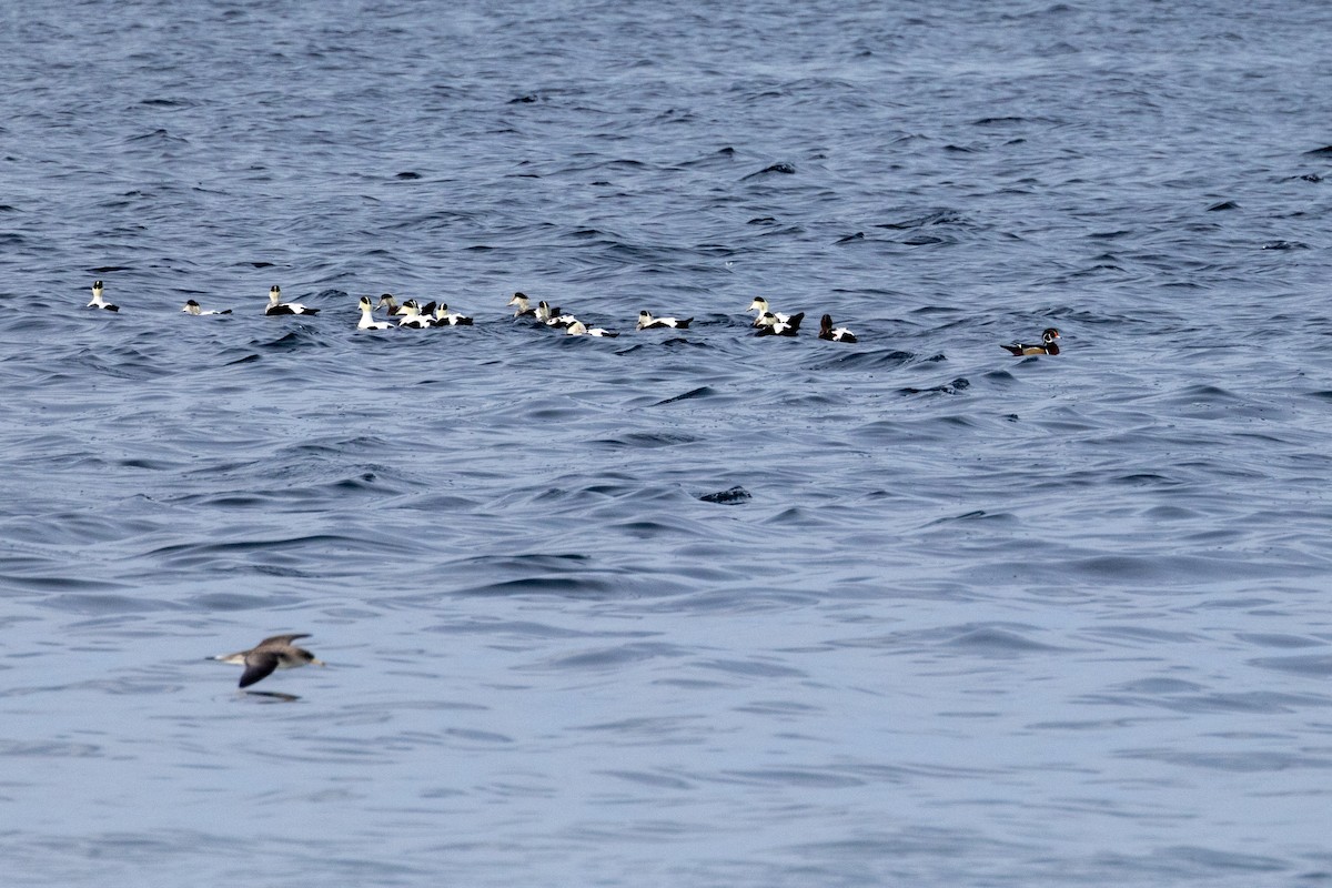 Wood Duck - ML625897519