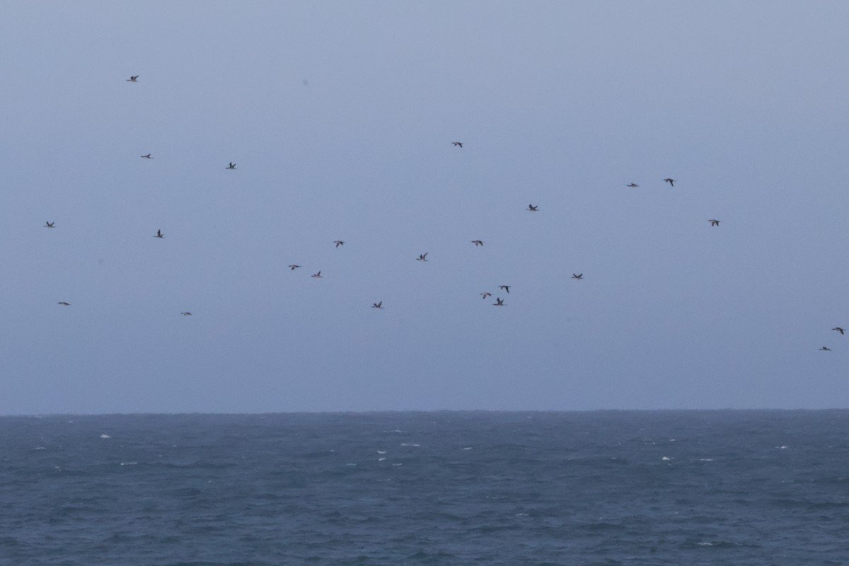 Pacific Loon - ML625897523
