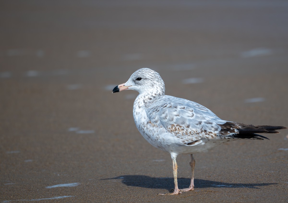 Ring-billed Gull - ML625897645