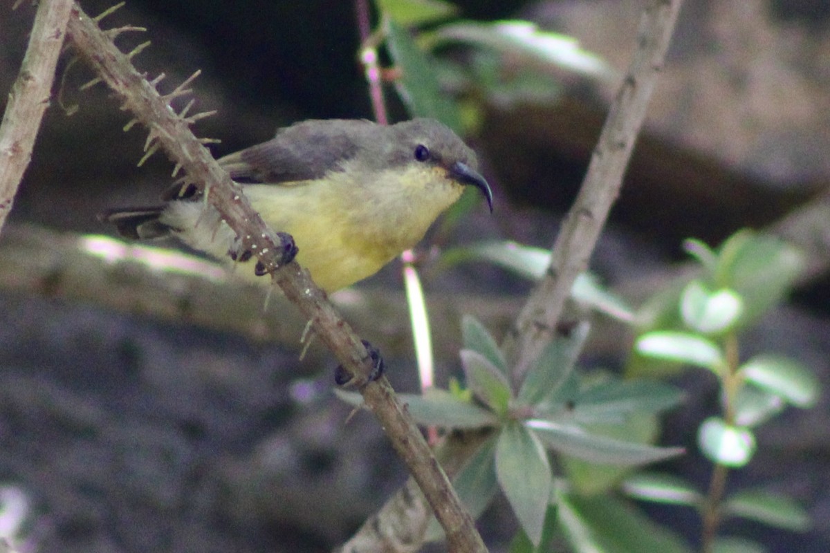 Variable Sunbird - ML625897742